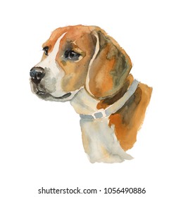 Beagle - hand painted, isolated watercolor dog 