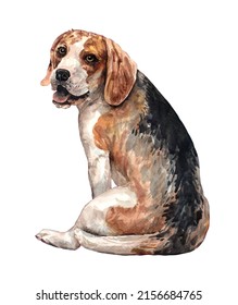 Beagle paint. Watercolor hand drawn illustration. Beagle watercolor turn around. Watercolor Beagle dog sitting layer path, clipping path isolated on white background.