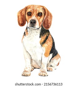 Beagle paint. Watercolor hand drawn illustration. Watercolor Beagle sitting layer path, clipping path isolated on white background.