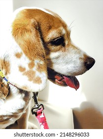 Beagle Profile,  Close Up Portrait, Illustration 