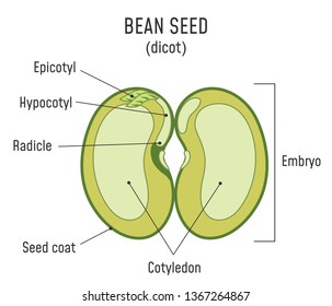 Bean Seed Structure. Anatomy Of Grain. Dicot Seed Diagram.