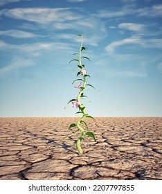 Beanstalk Grows In Dry Land.  This Is 3d Render Illustration