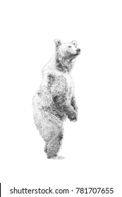 Bear. Black And White Sketch With Pencil