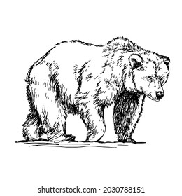 Bear Drawing Line Art Black White Stock Illustration 2030788151 