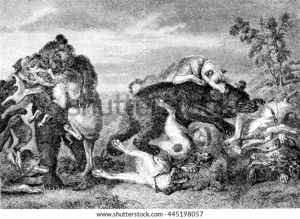 Bear Fight Dogs Vintage Engraved Illustration Stock Illustration 445198057