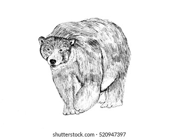 bear in the hat