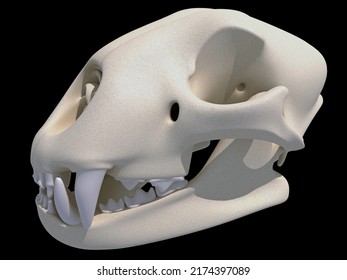 Bear Skull Transparent anatomy 3D rendering