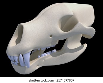 402 Bear anatomy Stock Illustrations, Images & Vectors | Shutterstock