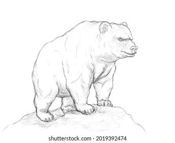  Bear Standing On A Hill.Muscular Grizzly Bear.A Grizzly Stands On A Hill.Grizzly.Strong Bear. Sketch Of A Bear.Animal Sketch.Drawing Of A Grizzly.