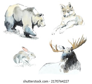 Bear, Wolf, Elk, Hare. Wild Animals Of The Forests. Watercolor Hand Drawn Illustration. Sketch Style