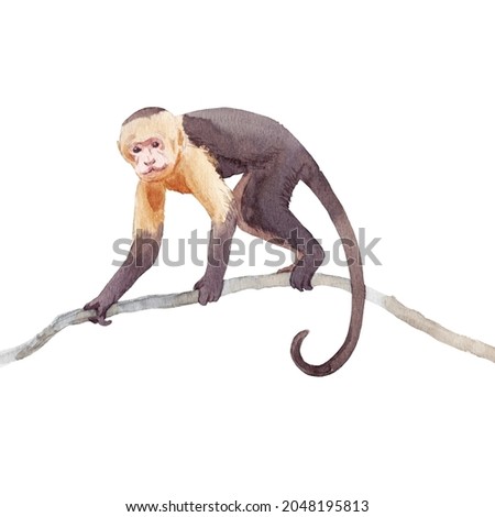Beautiful animal composition with hand drawn watercolor jungle monkey on the branch. Stock illustration. Clip art.