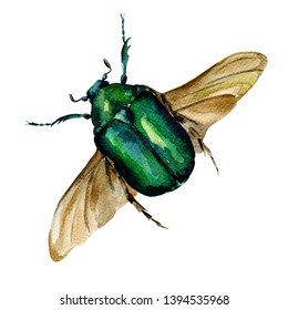 Beautiful beetle golden bronzovka. Beetle with wings in flight. Beautiful insect. Watercolor beetle. For textiles, design