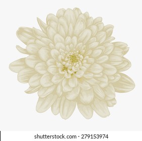 white dahlia drawing