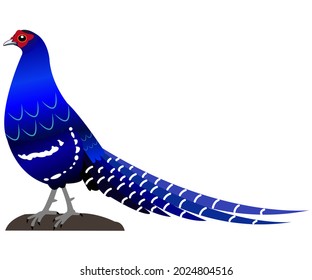 Beautiful Bird - Mikado Pheasant