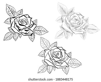 Beautiful blooming rose with well-shaped leaves,  drawed in 3 different styles with ink. Suitable for various cards, wedding invitations, as well as for various Internet sites.
