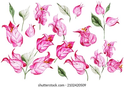 Beautiful bougainvillea flowers set. Watercolor painting. illustration.