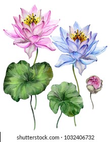 Beautiful bright blue and purple lotus flowers. Floral set (flower on stem, bud and leaves). Isolated on white background.  Watercolor painting. Hand drawn illustration. 
