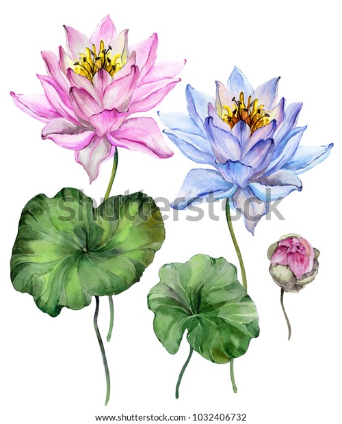 Beautiful Bright Blue Purple Lotus Flowers Stock Illustration ...
