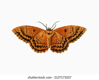 beautiful buckeyes (junonia) butterfly isolated on white background.