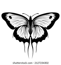 Beautiful Butterfly Illustration, UK Butterflies