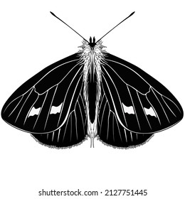 Beautiful Butterfly Illustration, UK Butterflies