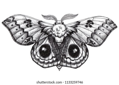 Moth Drawings Images Stock Photos Vectors Shutterstock
