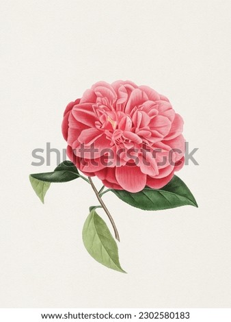Beautiful camellia flower. Botanical flower illustration.