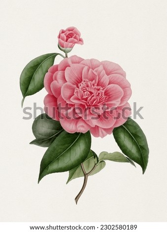 Beautiful camellia flower. Botanical flower illustration.