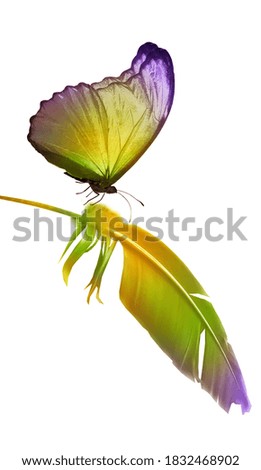 Similar – rub Insect Flower Cosmos