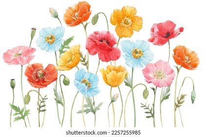 Beautiful composition with watercolor hand drawn colorful poppy flowers. Stock illustration.