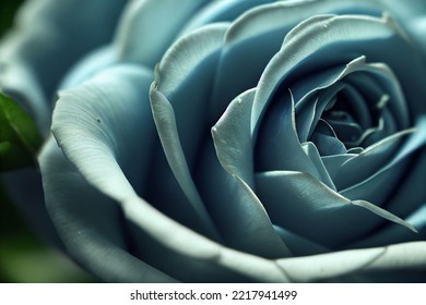 Beautiful Delicate Gentle Blue Rose  3d Illustration Petals Flower Floral Watercolor Symbol Of Love Valentine Sympathy Card 