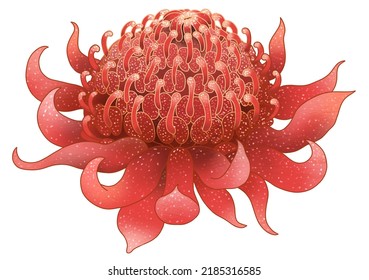 Beautiful Digital Illustration Of An Australian Waratah Flower.