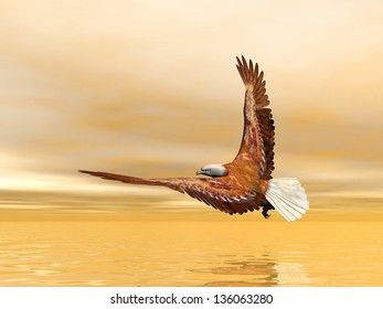 Beautiful eagle flying upon the ocean by sunset light