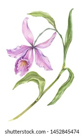 Beautiful exotic orchid flowers (Laelia) on white background. Flowers isolated on white background. Watercolor painting. Hand painted botanical illustration. Design of fabric, wallpaper.