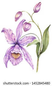 Beautiful exotic orchid flowers (Laelia) on white background. Flowers isolated on white background. Watercolor painting. Hand painted botanical illustration. Design of fabric, wallpaper.