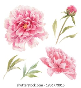 171,443 Watercolor peonies Images, Stock Photos & Vectors | Shutterstock