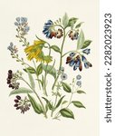 Beautiful flower illustration. Cynoglossum and Symphytum. Vintage flower painting. Bouquet of flowers.
