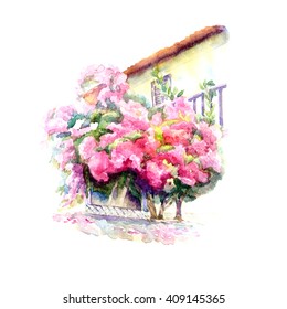 Beautiful flowering bougainvillea surrounding balcony and the wall of the house. Watercolor illustration hand  painted sketch. 
