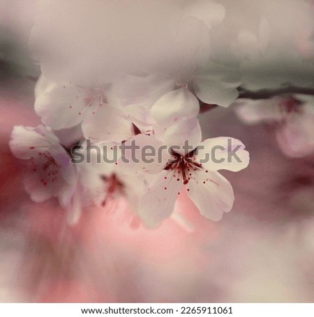 Similar – Decoration with baby’s breath and glass vase in front of pink background