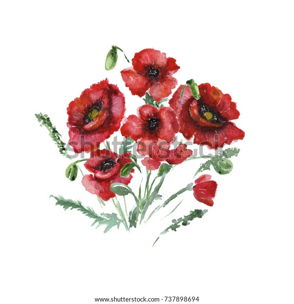 Beautiful Flowers Poppies Bouquet Flowers Red Stock Illustration