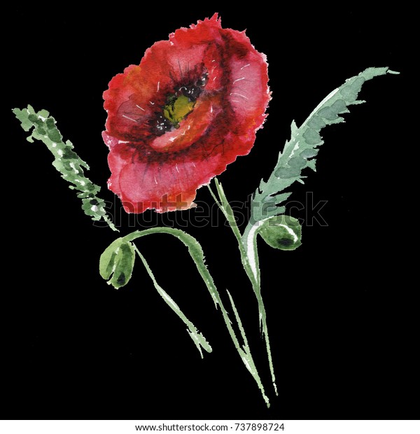 Beautiful Flowers Poppies Bouquet Flowers Red Stock Illustration