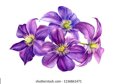 白い背景に美しい花 紫のクレマチス 水彩イラスト 花のデザイン 植物画 のイラスト素材 Shutterstock