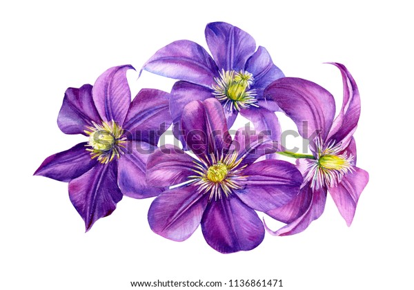 白い背景に美しい花 紫のクレマチス 水彩イラスト 花のデザイン 植物画 のイラスト素材