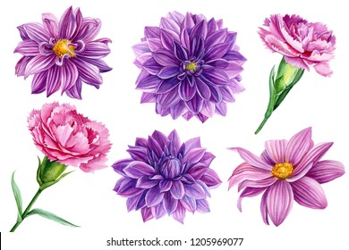 Beautiful Flowers Set On White Background, Dahlia, Carnation, Watercolor Illustration, Botanical Painting, Hand Drawing, Greeting Card