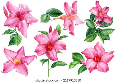 Beautiful Flowers, Watercolor Floral Clipart. Pink Flower, Tropical Plants