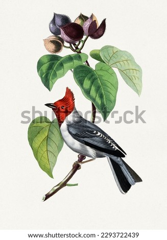 Beautiful fringille paroare bird illustration.