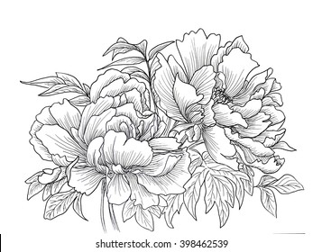Beautiful hand drawn illustration of peony flowers isolated on white background. Ink drawing doodles. Contour pencil sketch. Vector illustration