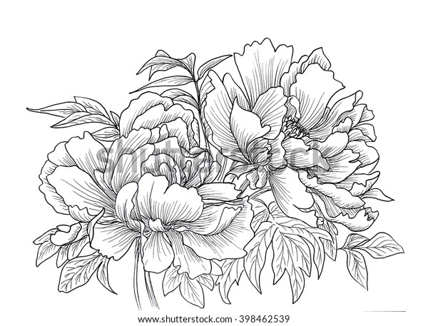 Beautiful Hand Drawn Illustration Peony Flowers Stock