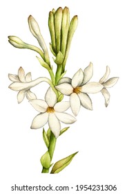 Beautiful hand drawn illustration of Tuberose flowers isolated on white background.