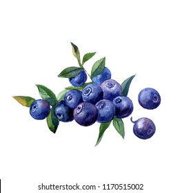 Beautiful hand painted watercolor illustration blueberry. Autumn mood. 